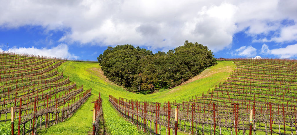 Heart Hill and vineyard